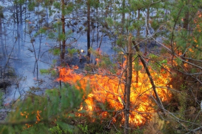 Attēls: meža ugunsnedrošais laikaposms sākas 1.maijā